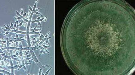 Trichoderma (2)